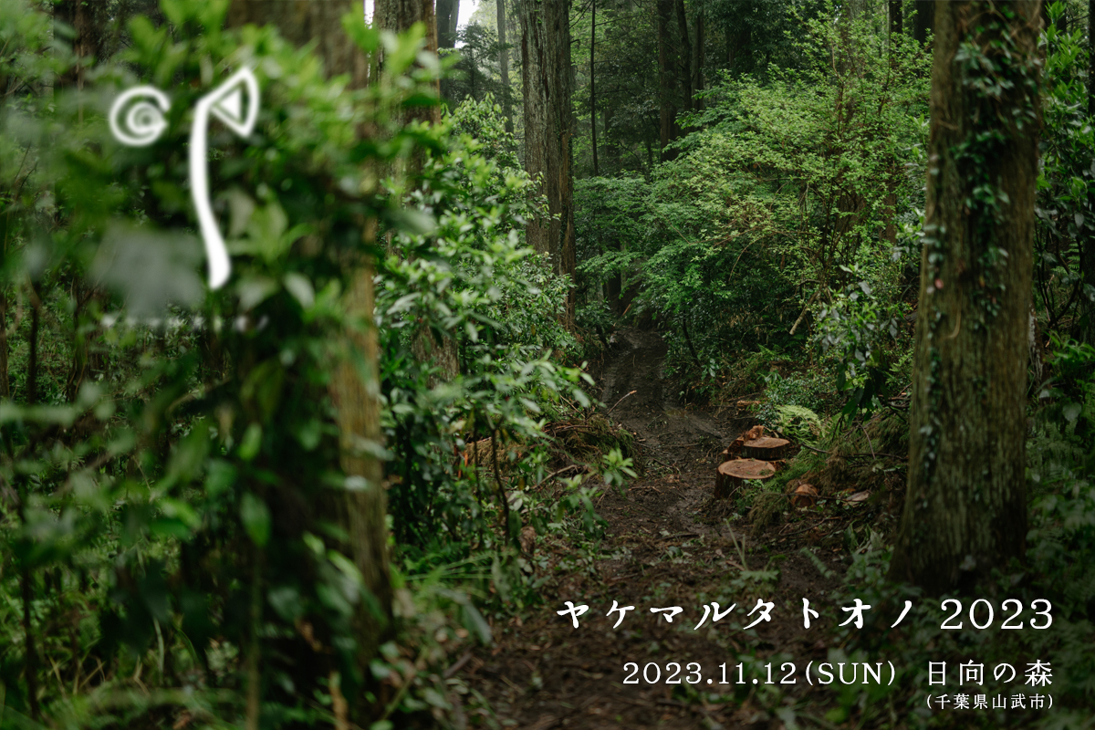 ヤケマルタトオノ 2023 2023.11.12(SUN) 日向の森（千葉県山武市）